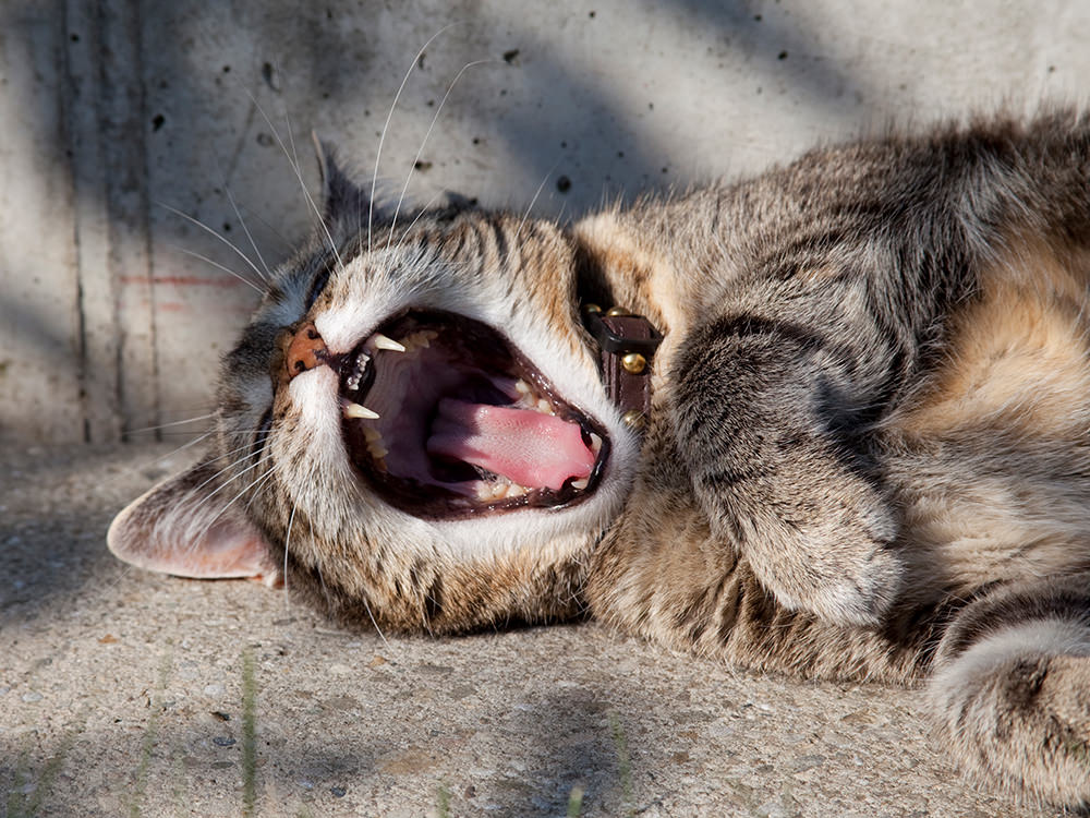 Cat Yawning Cat Yawning